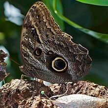 Mariposa_búho_(Caligo_eurilochus),_Jardín_Botánico_de_Múnich,_Alemania,_2013-01-27,_DD_02 Mariposa_búho_(Caligo_eurilochus),_Jardín_Botánico_de_Múnich,_Alemania,_2013-01-27,_DD_02